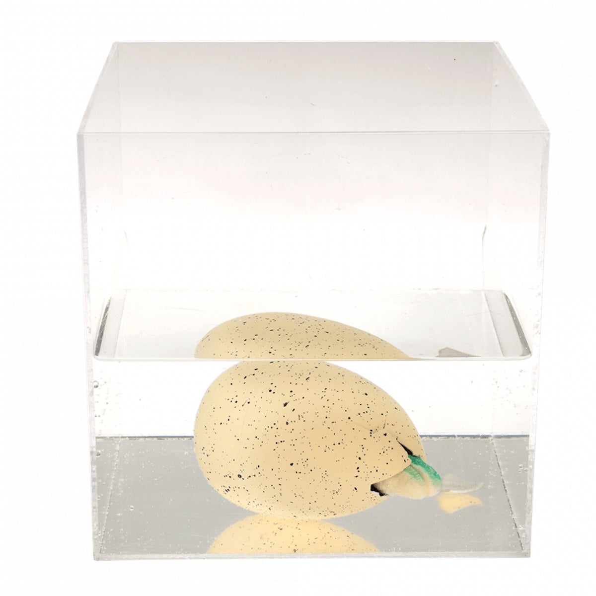 Heliotique Hatch Your Own Dinosaur Egg Kit