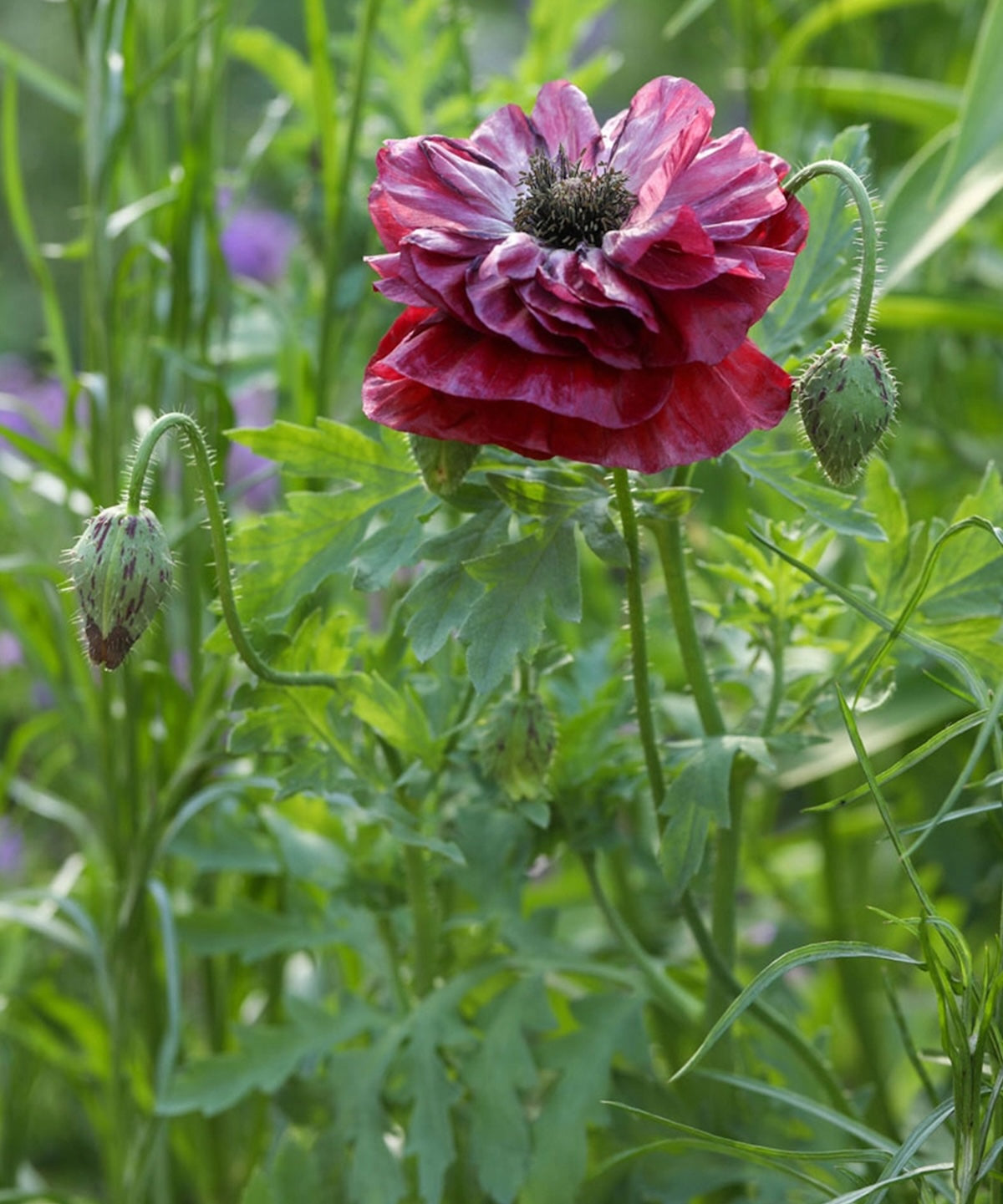 Heliotique Poppy 'Pandora' Seeds