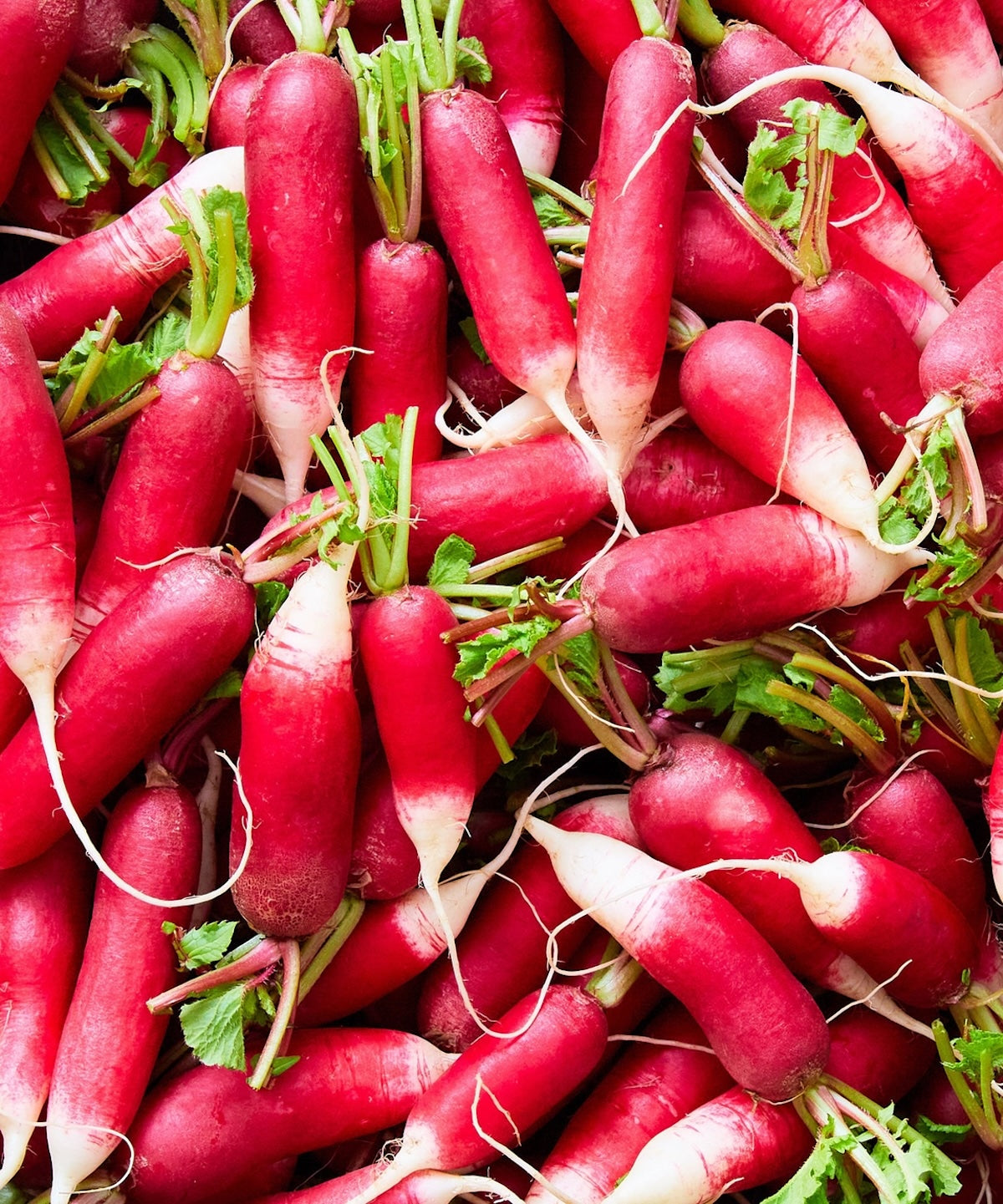 Heliotique Radish 'French Breakfast' Seeds
