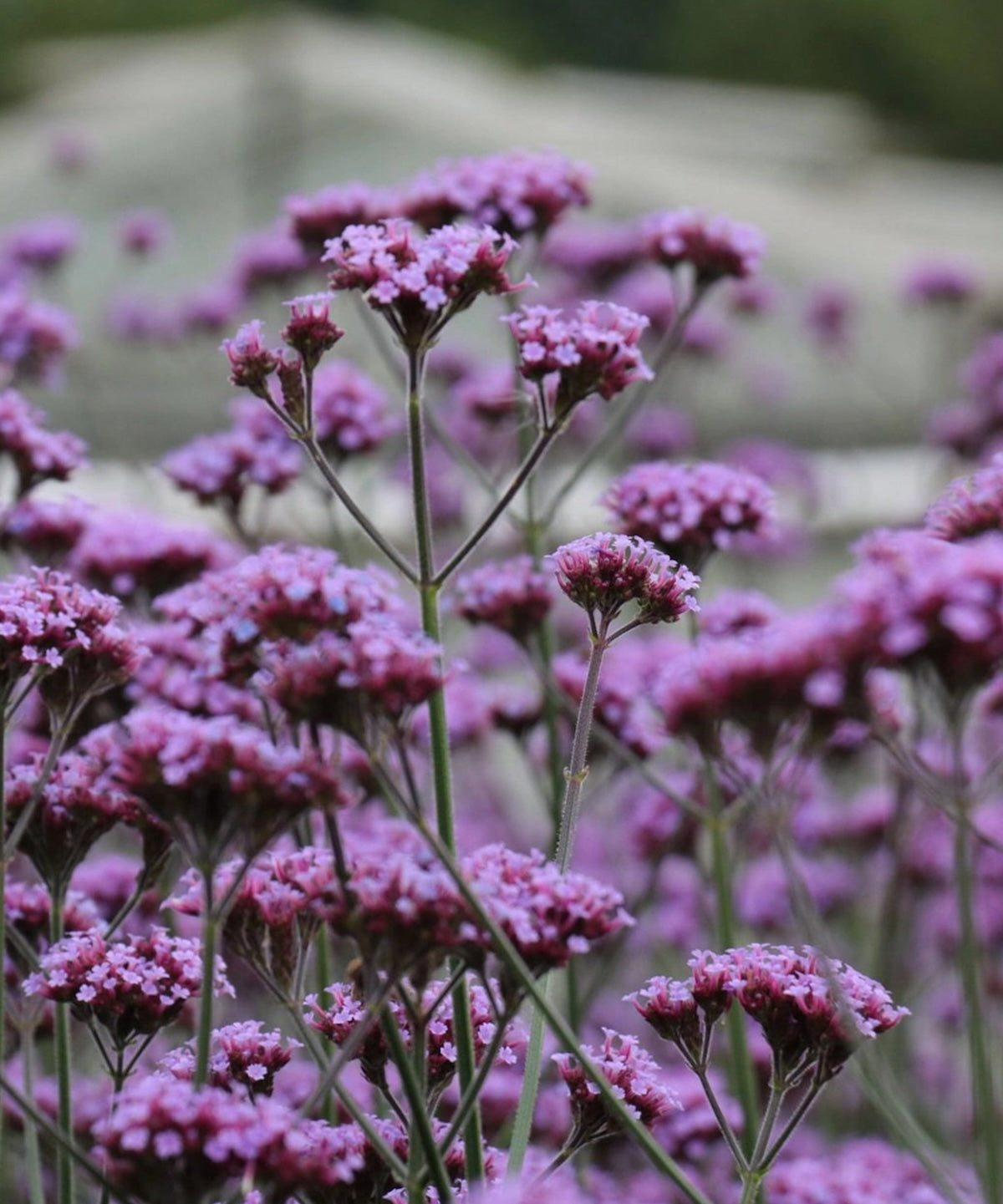 Heliotique Verbena 'Bonariensis' Seeds