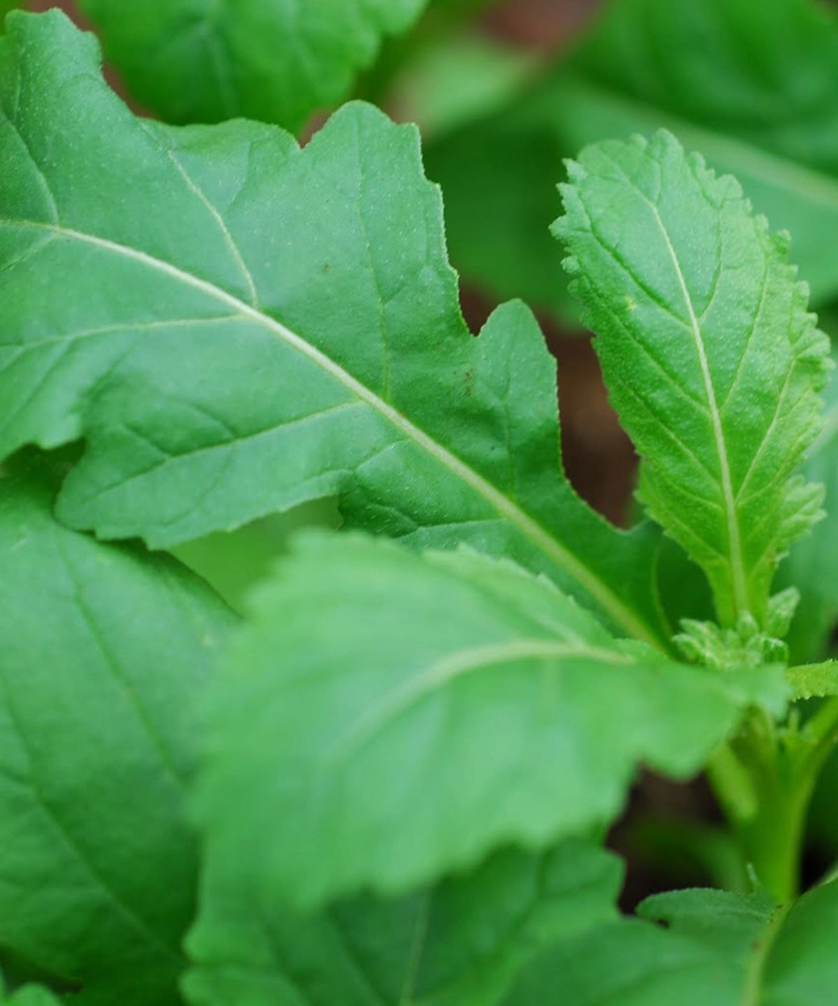 Heliotique Rocket 'Wasabi' Seeds