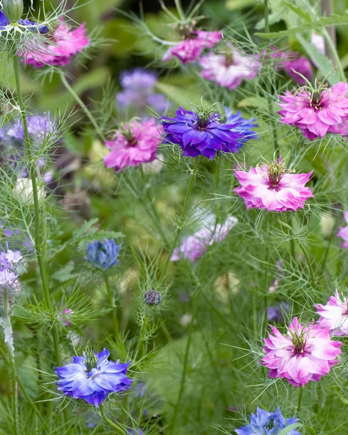 Heliotique Nigella 'Persian Jewels' Seeds