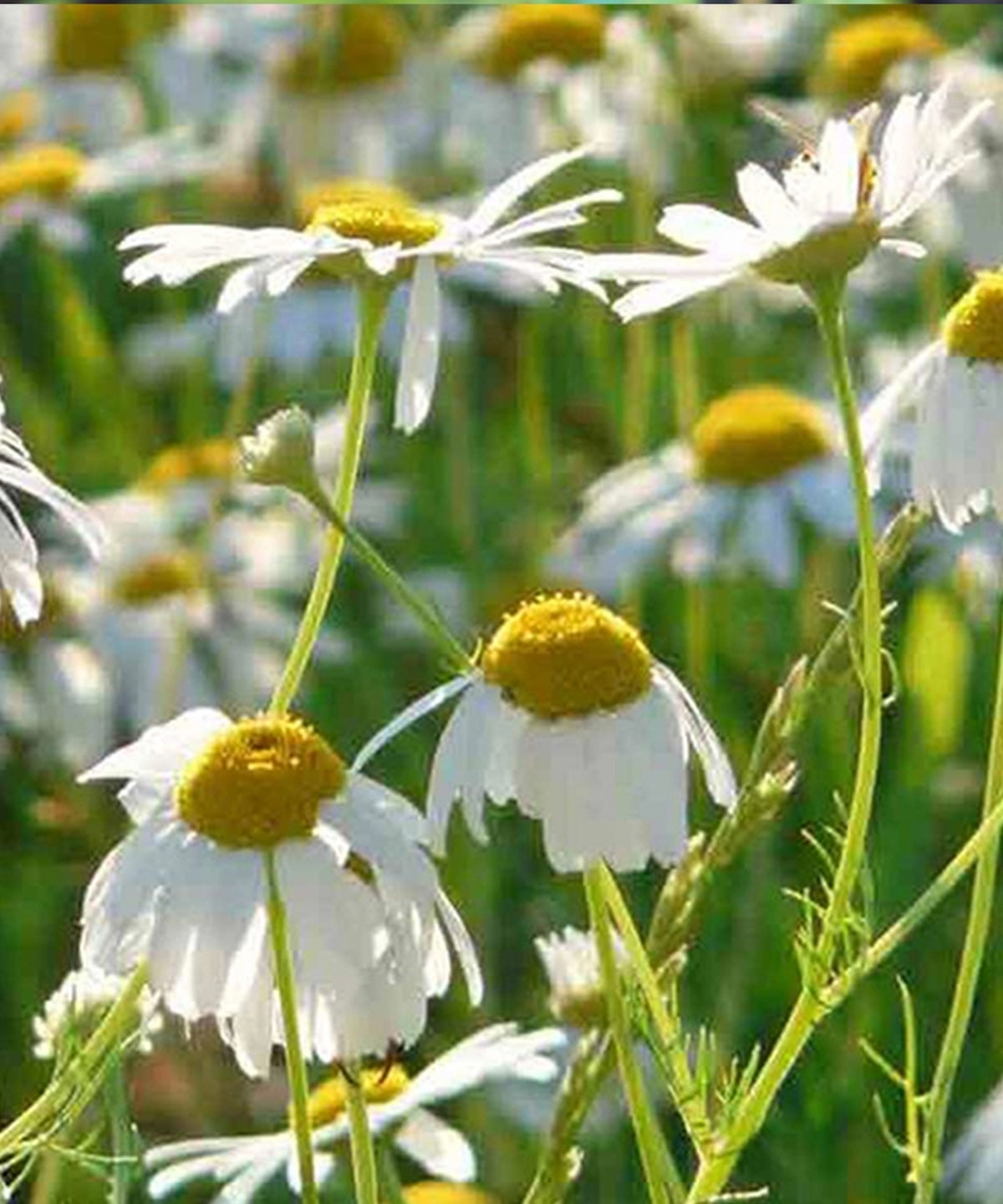 Heliotique Roman 'Chamomile' Seeds
