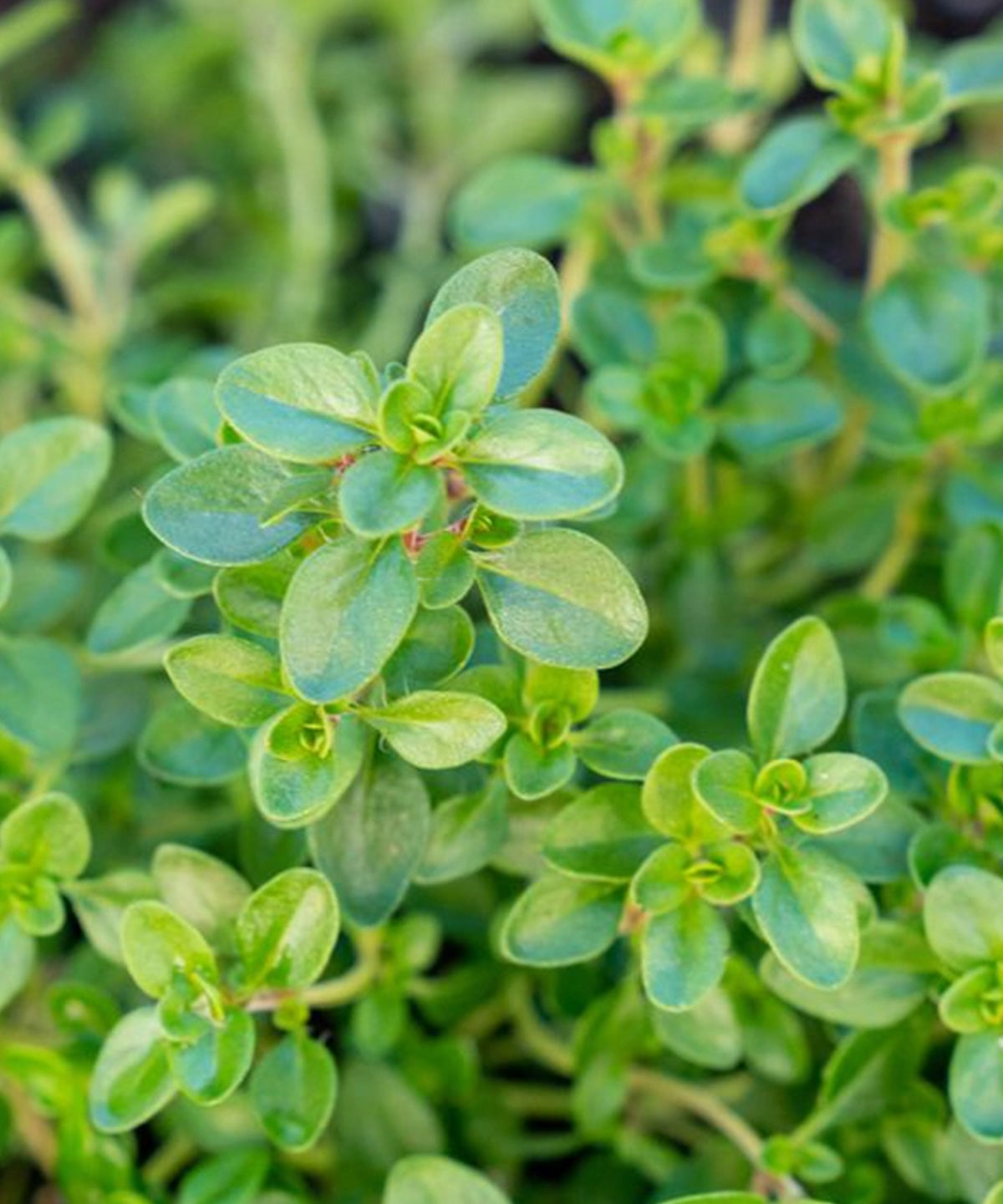 Heliotique Thyme 'Old English' Seeds