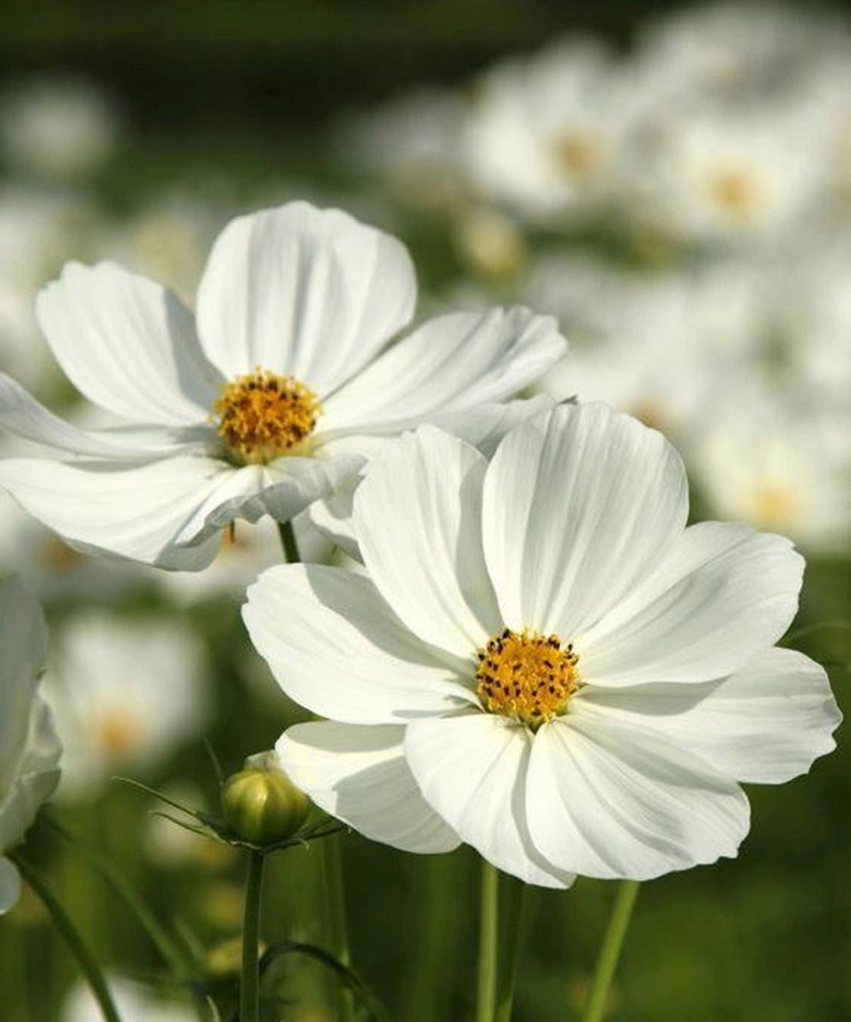 Heliotique Cosmos 'Purity White' Seeds