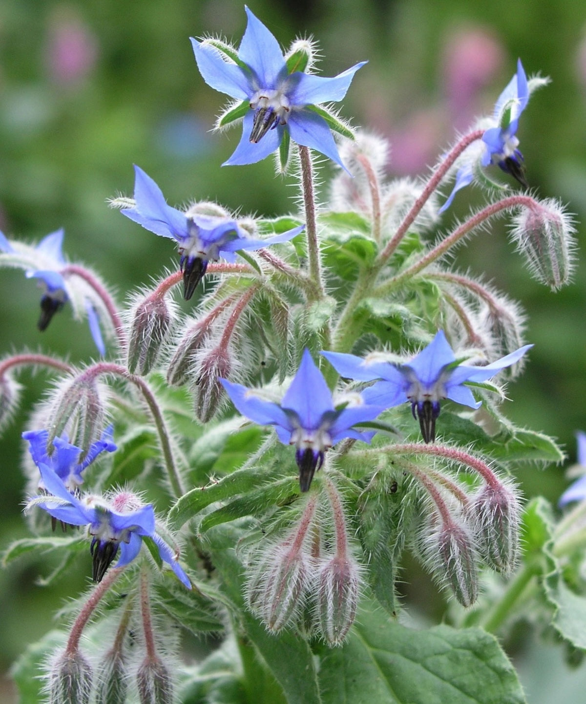 Heliotique | Herboo Borage Seeds