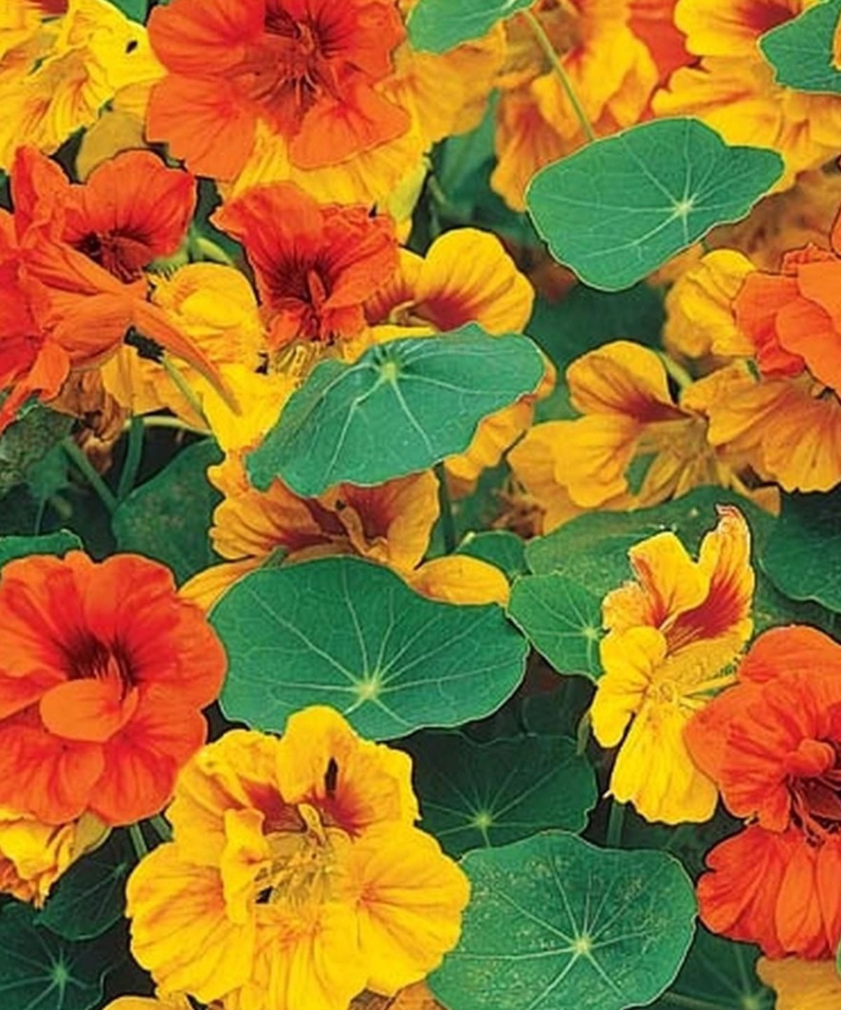 Heliotique Nasturtium 'Tom Thumb Alaska' Seeds