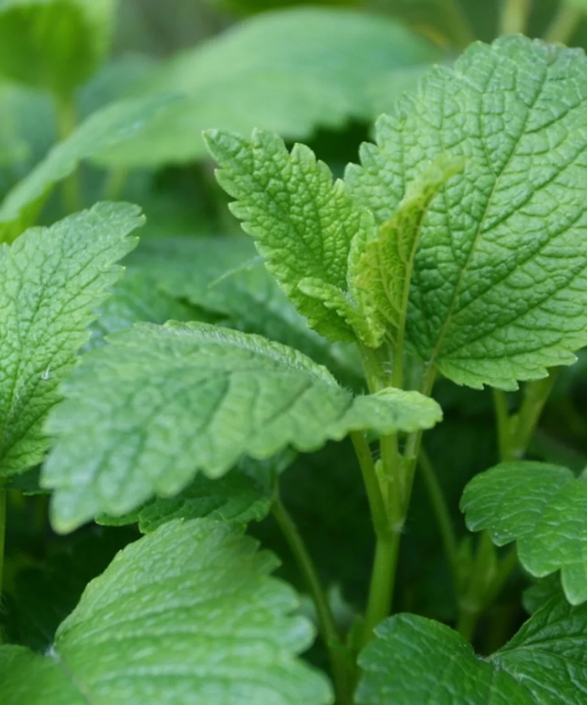 Lemon Balm Seeds